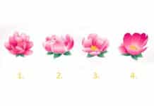 Test: Odaberite cvijet i otkrijte svoj put prema unutarnjem miru