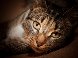 Mačke imaju misiju – one su čuvari naših života