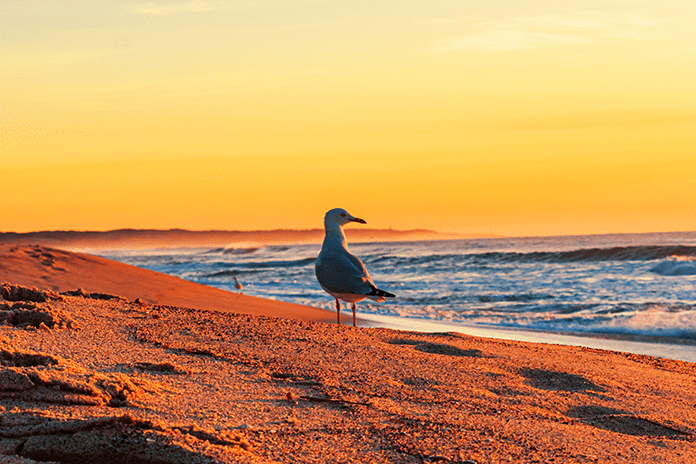 vertical-shot-seagull-standing-shore-north-entrance-beach-(1)