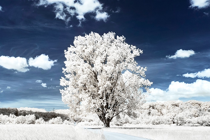 tree-grassy-field-near-wheat-field-beautiful-cloudy-sky