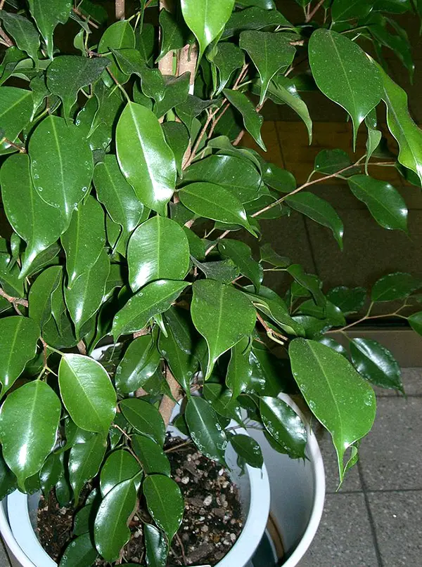 Ficus benjamina2