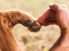Anđeli bez krila: 10 stvari koje nas naši psi mogu naučiti