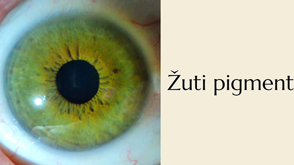 Zuti pigment