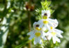 Euphrasia – čuvarica vida