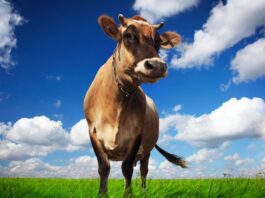 Krave – “travnati psi”: 16 činjenica zbog kojih ćete ih zavoljeti još više