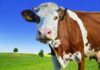 11 mitova vezanih uz krave i mlijeko