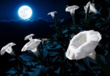 Super Mjesec u Biku 5.11..: Vrijeme prizemljenja, zahvalnosti i unutarnjeg mira