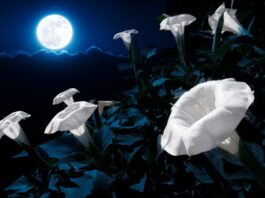 Super Mjesec u Biku 5.11..: Vrijeme prizemljenja, zahvalnosti i unutarnjeg mira