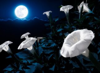 Super Mjesec u Biku 5.11..: Vrijeme prizemljenja, zahvalnosti i unutarnjeg mira