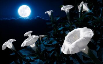 Super Mjesec u Biku 5.11..: Vrijeme prizemljenja, zahvalnosti i unutarnjeg mira