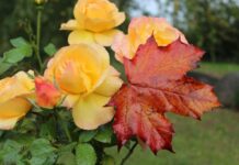 Život 5 horoskopskih znakova mijenja se do kraja listopada/oktobra 2025.: počinje novi krug sudbine!