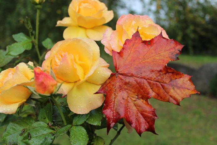roses-3724219_1280