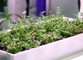 Sajmovi hrane i zdravog življenja