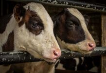 Tajne mliječne industrije 2. dio – Život krava