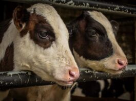 Tajne mliječne industrije 2. dio – Život krava