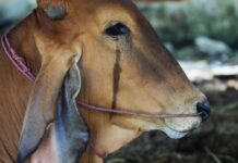 Tajne prakse mliječne industrije – 1. dio – Nije lako biti roditelj