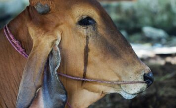Tajne prakse mliječne industrije – 1. dio – Nije lako biti roditelj