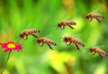 Pčele: Najtiši heroji planeta