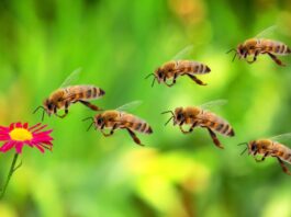 Pčele: Najtiši heroji planeta