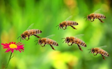 Pčele: Najtiši heroji planeta