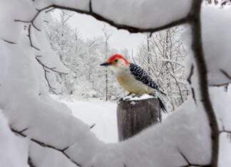 TJEDNI HOROSKOP od 19.1. do 25.1. – Najsretniji znakovi će biti Jarac, Vodenjak, Strijelac