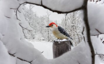 TJEDNI HOROSKOP od 19.1. do 25.1. – Najsretniji znakovi će biti Jarac, Vodenjak, Strijelac