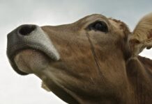 Tajne mliječne industrije 3. dio – Prljava tajna