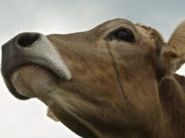 Tajne mliječne industrije 3. dio – Prljava tajna