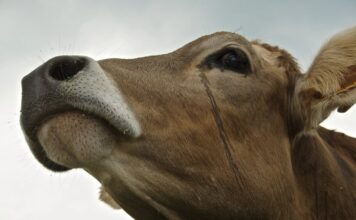 Tajne mliječne industrije 3. dio – Prljava tajna