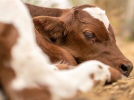 Tajne mliječne industrije 4 – Tko su travnati štakori