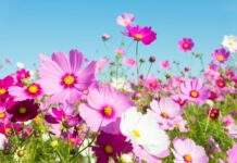 TJEDNI HOROSKOP od 30.3. do 5.4. – Najsretniji znakovi će biti Ovan, Lav, Škorpion