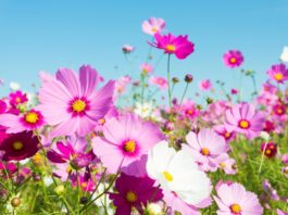 TJEDNI HOROSKOP od 30.3. do 5.4. – Najsretniji znakovi će biti Ovan, Lav, Škorpion