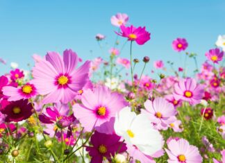 TJEDNI HOROSKOP od 30.3. do 5.4. – Najsretniji znakovi će biti Ovan, Lav, Škorpion