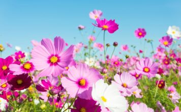 TJEDNI HOROSKOP od 30.3. do 5.4. – Najsretniji znakovi će biti Ovan, Lav, Škorpion