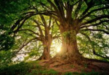 Vodič kroz talismanska stabla: Kako odabrati svog zaštitnika?