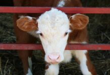 Tajne mliječne industrije 5 – Pozor, bebe na putu – 1. dio