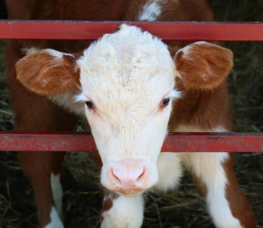 Tajne mliječne industrije 5 – Pozor, bebe na putu – 1. dio