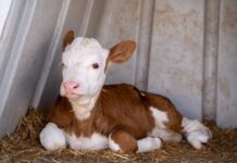 Tajne mliječne industrije 5 – Pozor, bebe na putu 2. dio