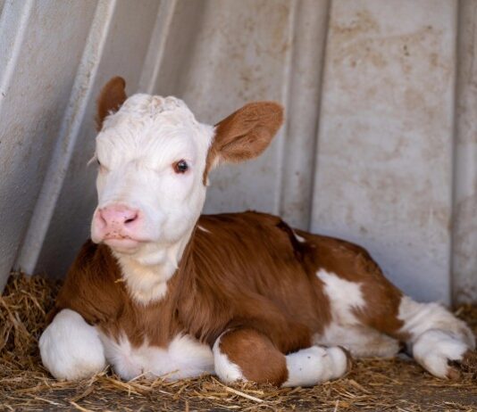 Tajne mliječne industrije 5 – Pozor, bebe na putu 2. dio