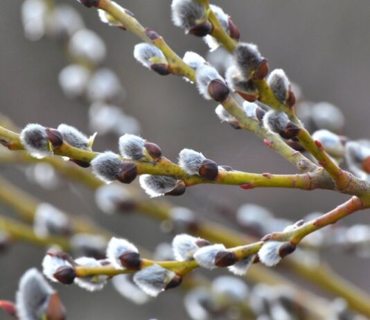 Vrba kao čuvar doma: EVO što privlači u kuću