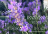 Lavanda radionica