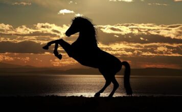 Kineski horoskop za srpanj/jul 2026.: Godina Vatrenog Konja donosi velike prilike, ljubavne preokrete i važne životne odluke!