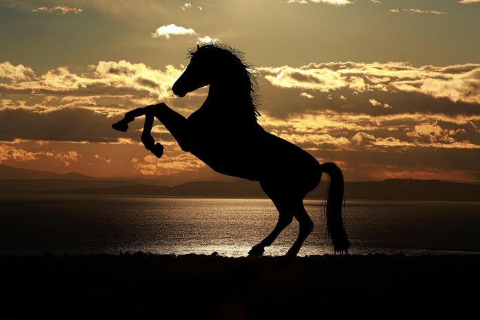 photo-graphe-horse-1804425_1280